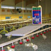 TierWohl SUPER in der Geflügelhaltung