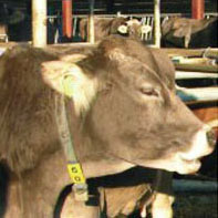 TierWohl SUPER in der Rinderzucht