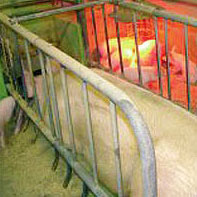 TierWohl SUPER in der Schweinemast